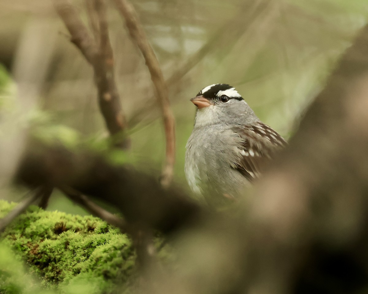 White-crowned Sparrow - Dan Mendenhall