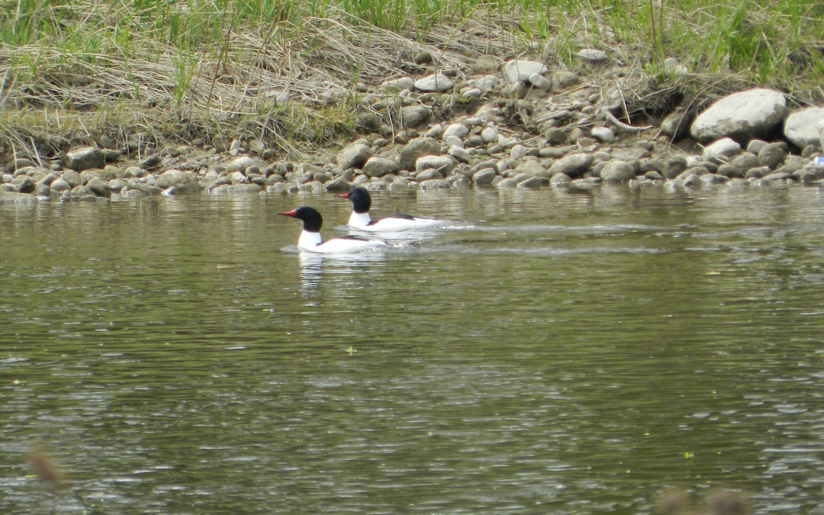 Common Merganser - Kellie Superina