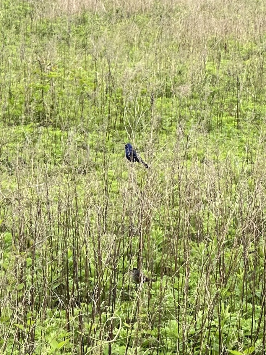 Blue Grosbeak - Frank Lenik