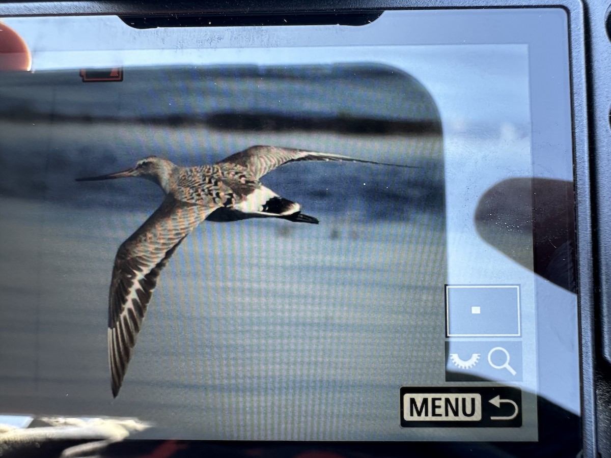 Hudsonian Godwit - ML619185184
