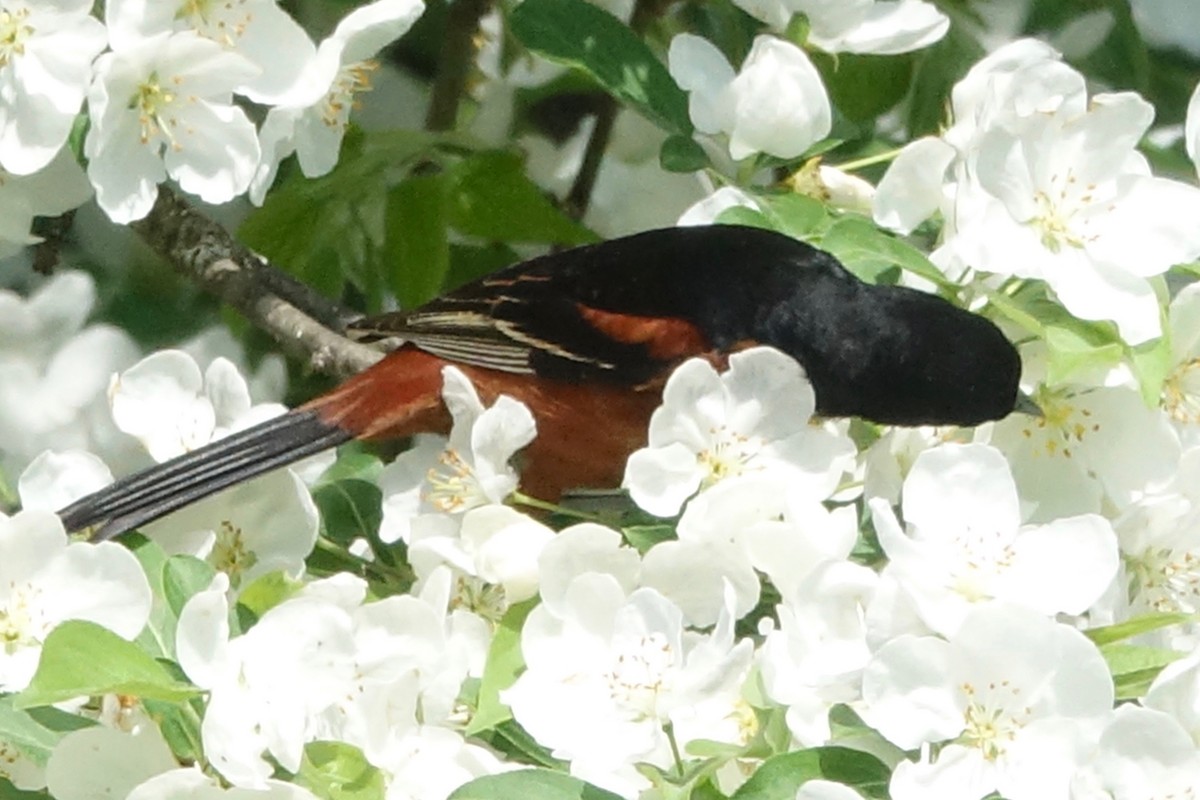 Orchard Oriole - Elaine Marie