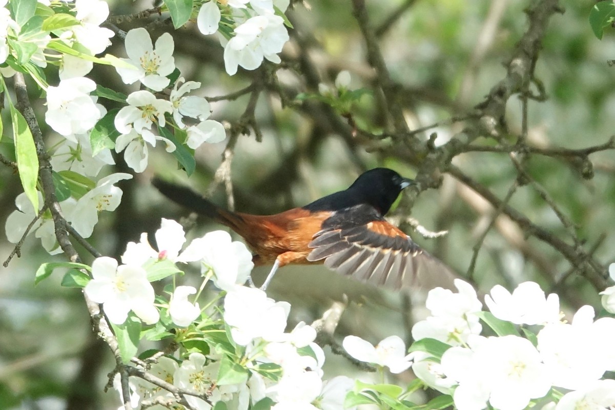 Orchard Oriole - Elaine Marie