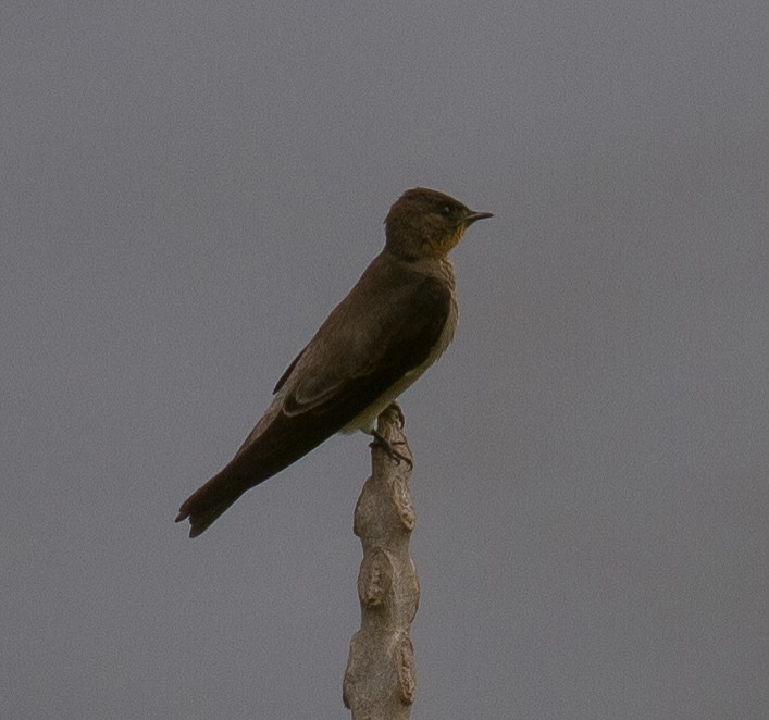 Southern Rough-winged Swallow - José Martín