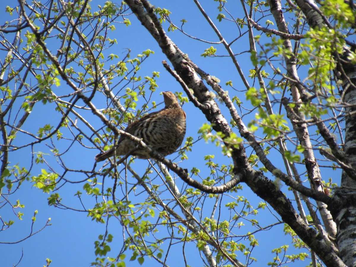 Ruffed Grouse - Marina Bourque