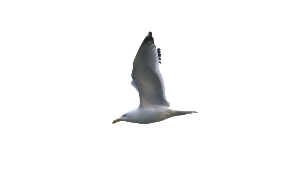 Herring Gull - "Chia" Cory Chiappone ⚡️