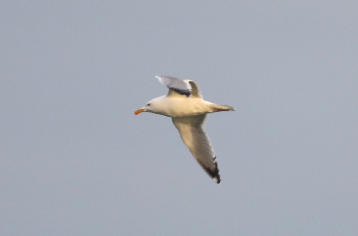 Herring Gull - "Chia" Cory Chiappone ⚡️