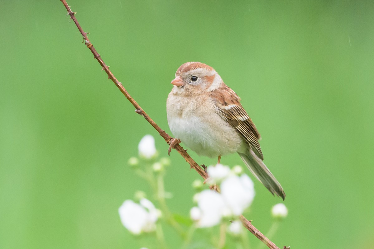 Field Sparrow - Stephen Davies