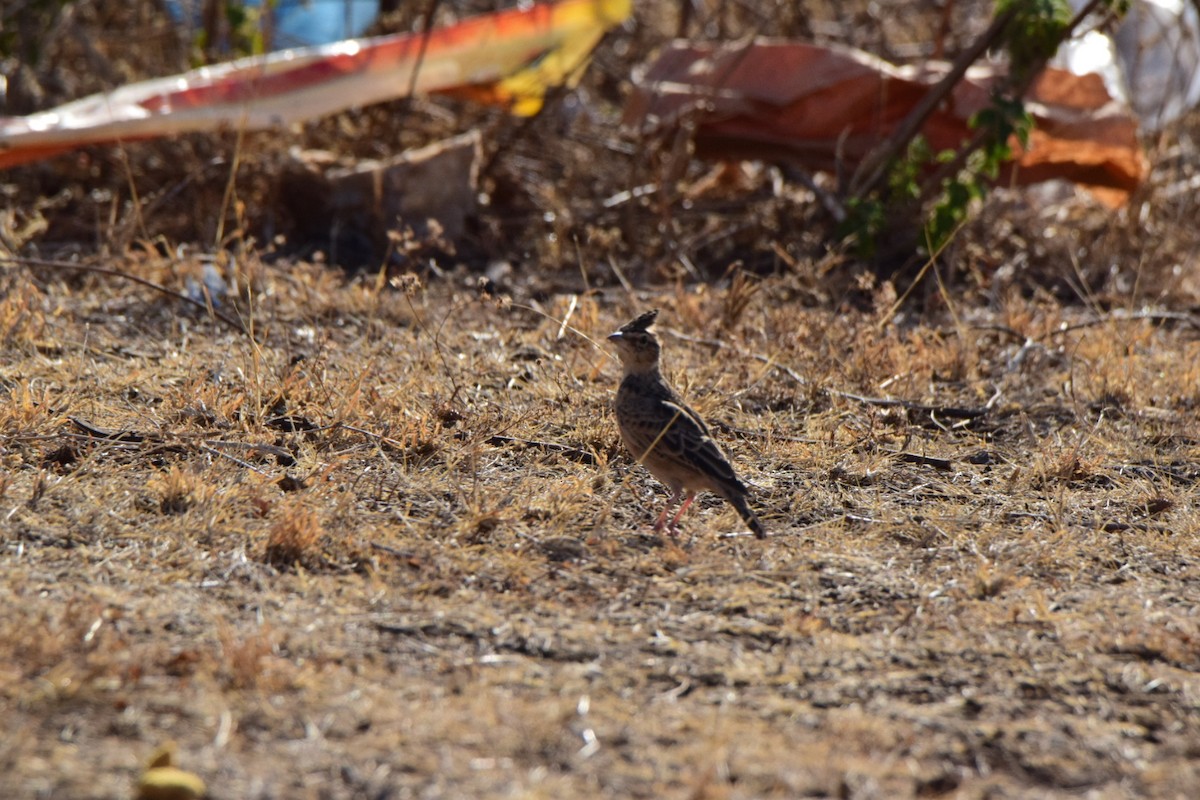 Tawny Lark - Sanjana Kajawe