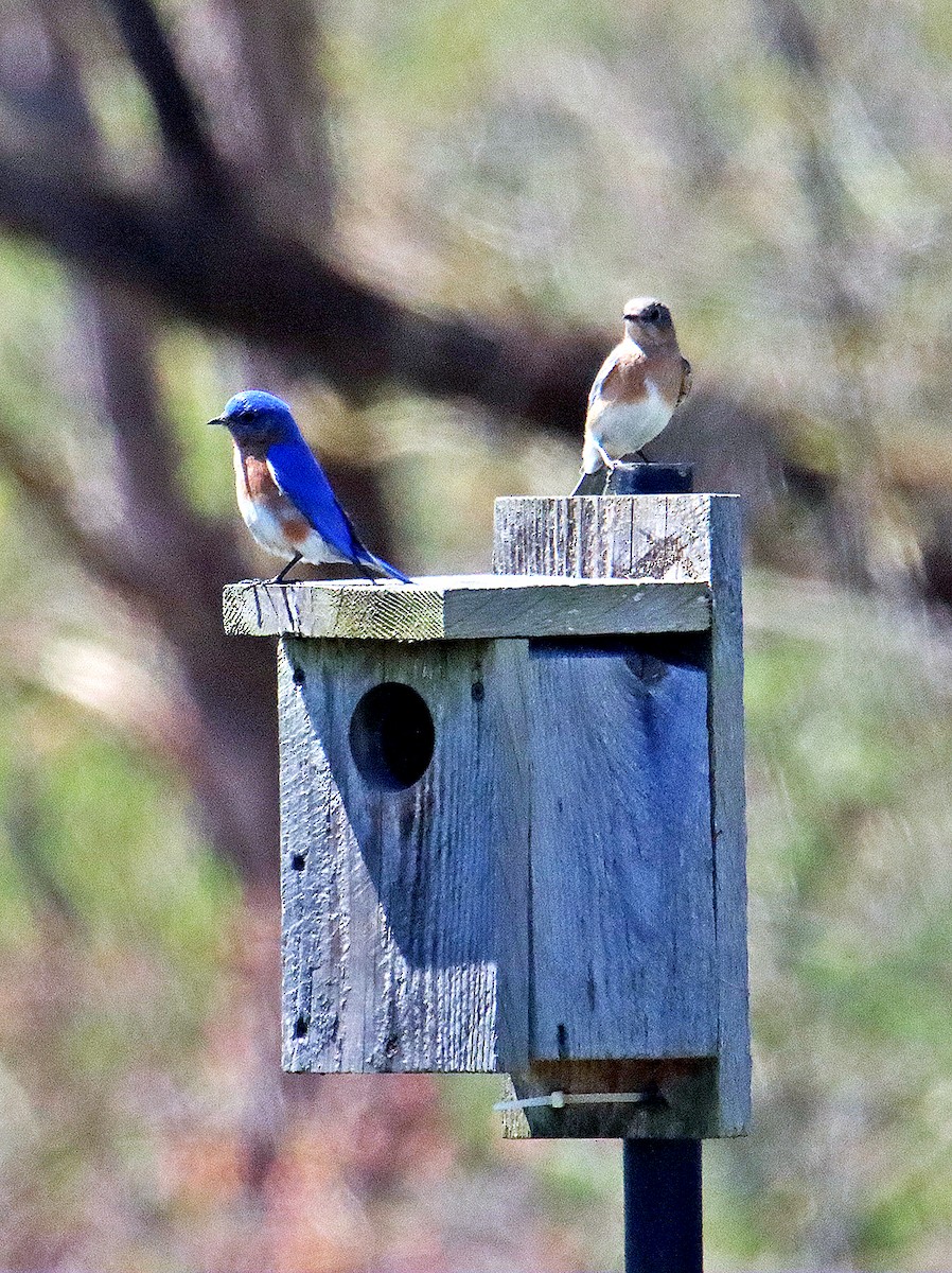 Eastern Bluebird - ML619185283