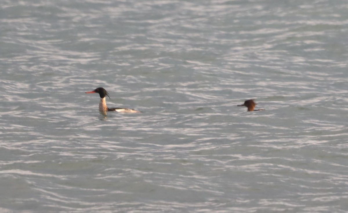 Red-breasted Merganser - "Chia" Cory Chiappone ⚡️