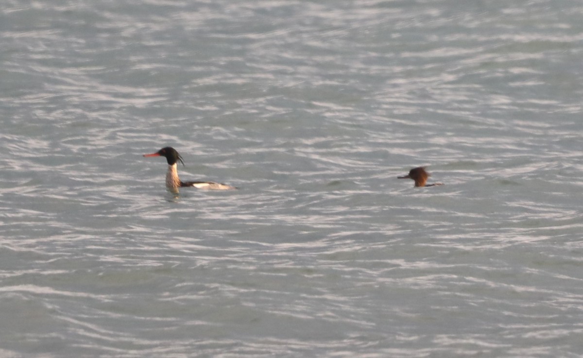 Red-breasted Merganser - ML619185285