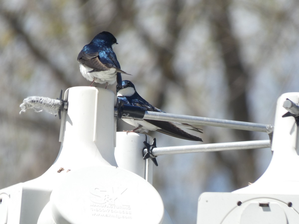 Tree Swallow - Fabian Orozco