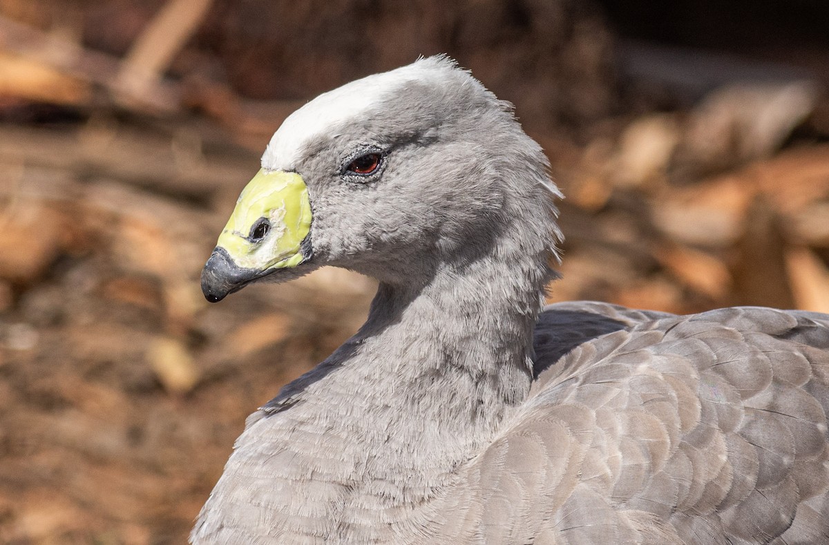 Cape Barren Goose - Pedro Nicolau