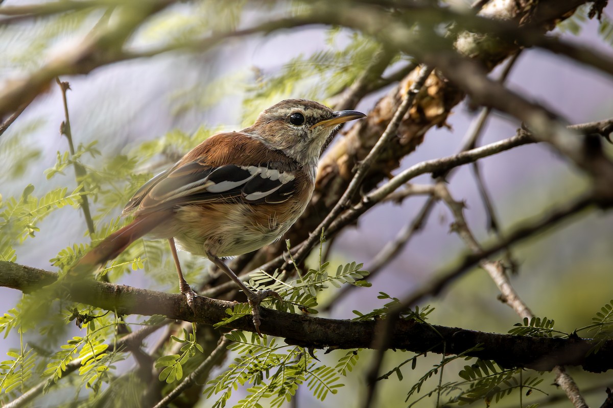 Red-backed Scrub-Robin - Nathan Mixon