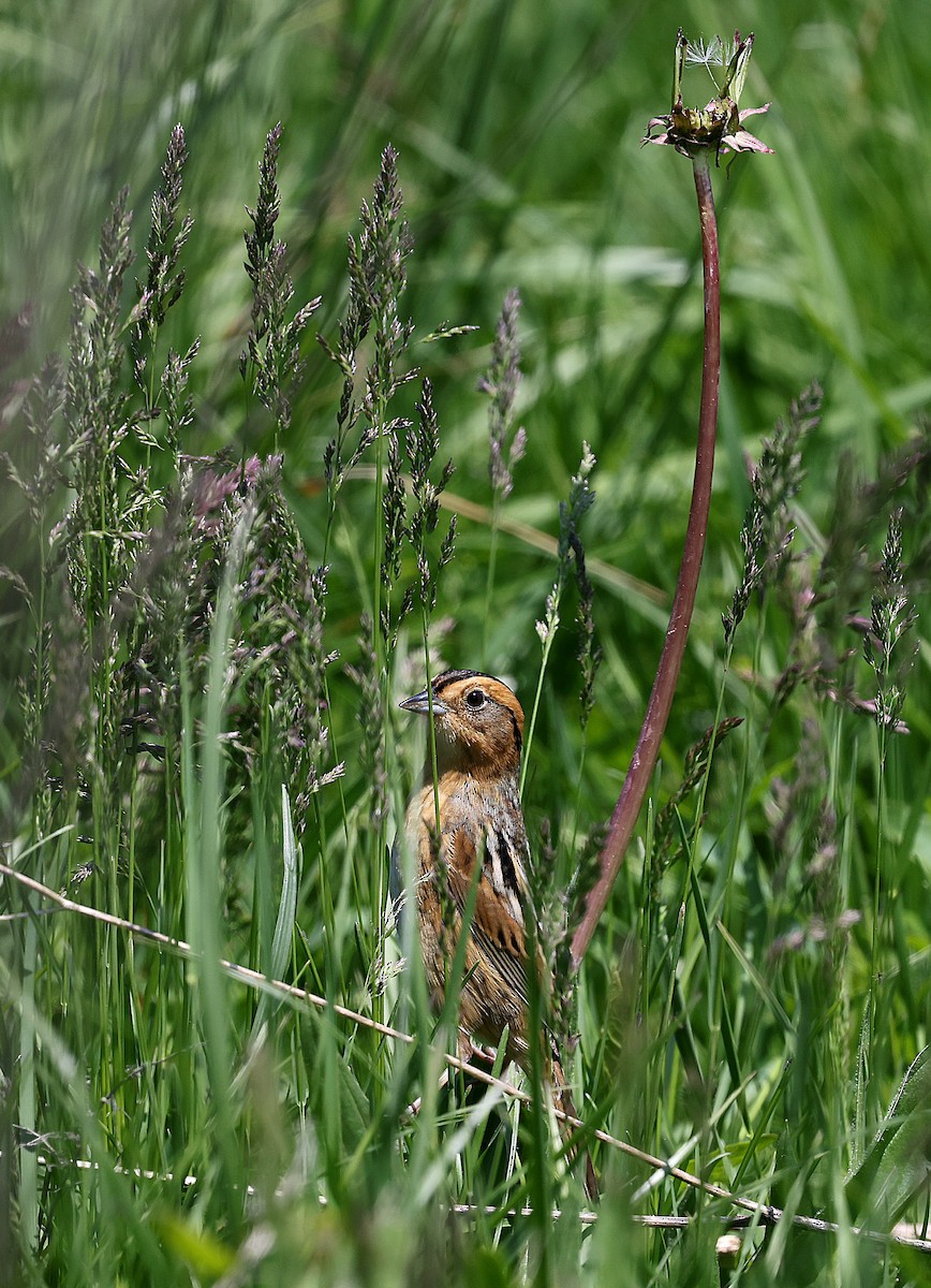 Nelson's Sparrow - Lorri Howski 🦋