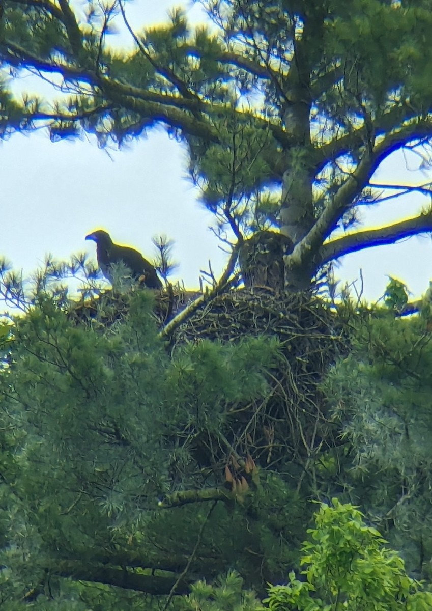 Bald Eagle - ML619185322