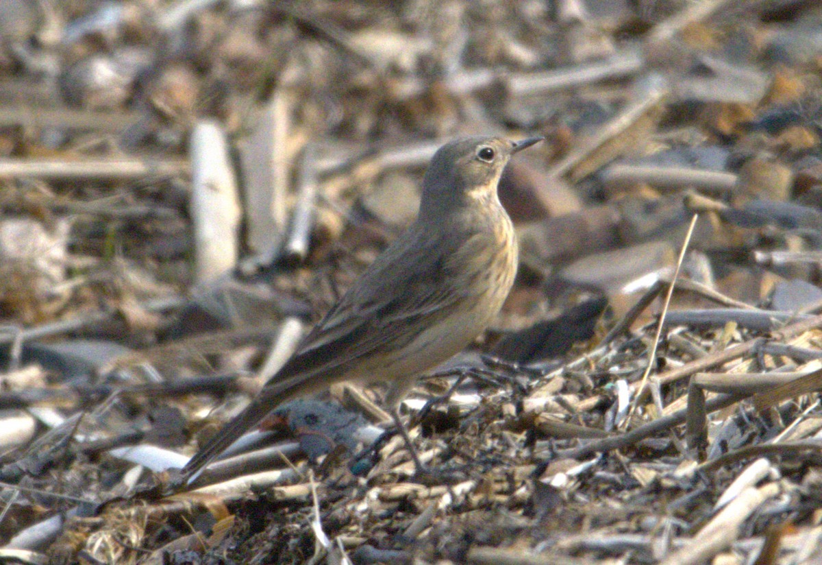 American Pipit - Michel Marsan