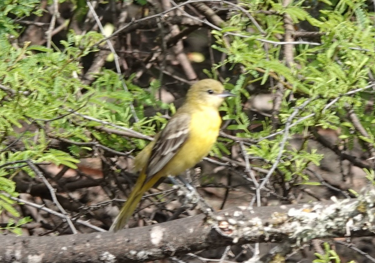 Orchard Oriole - Dawn Abbott