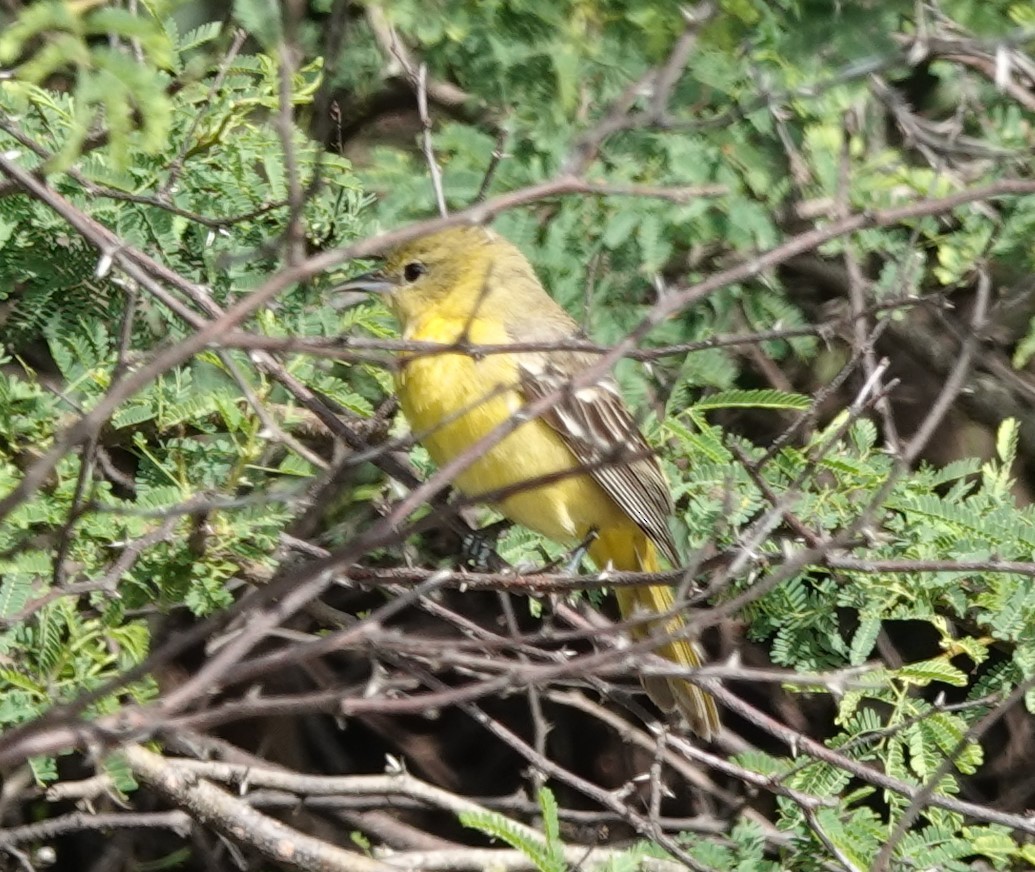 Orchard Oriole - Dawn Abbott