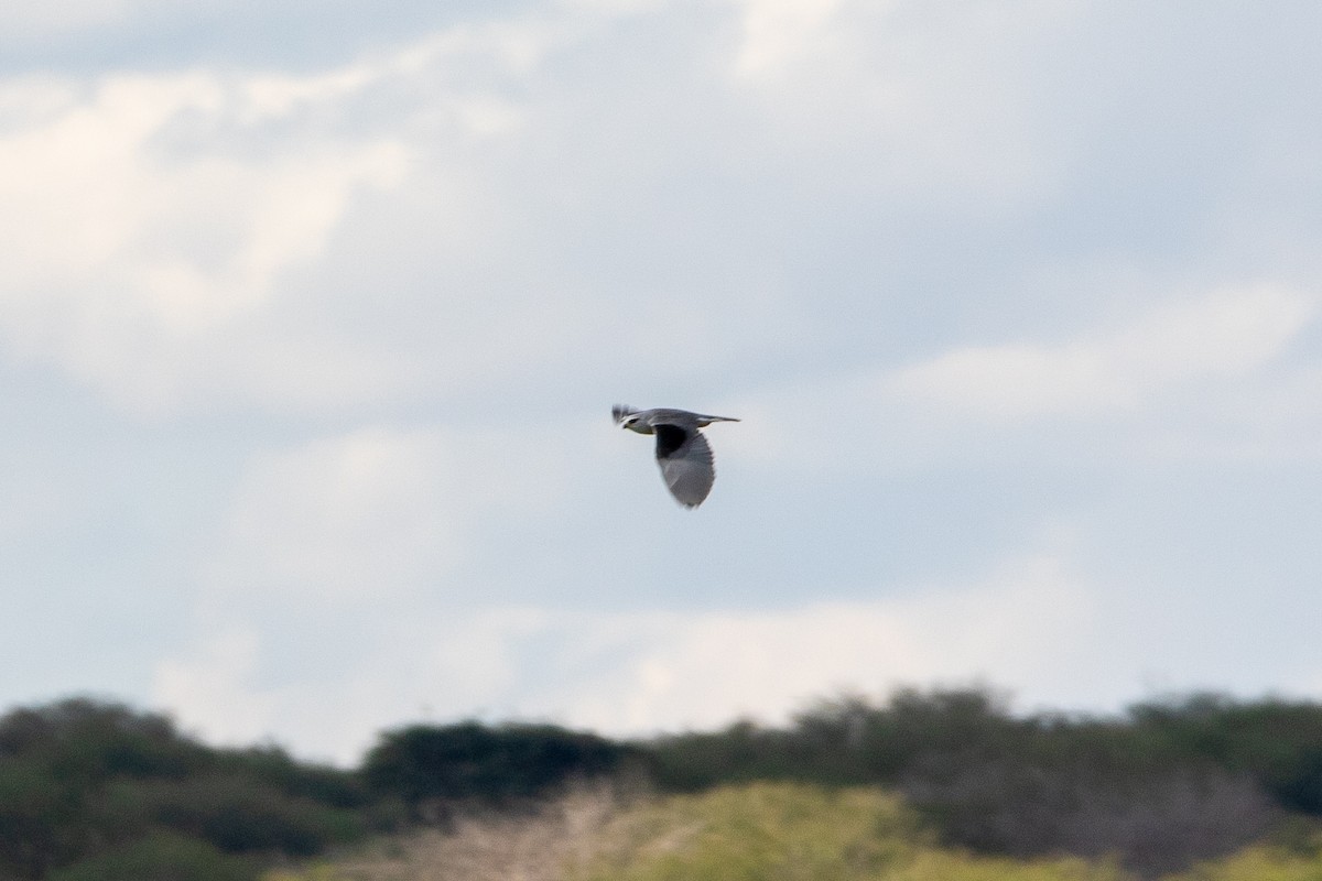 Black-winged Kite - Nathan Mixon