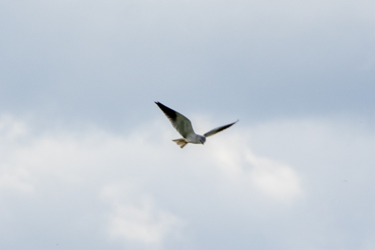 Black-winged Kite - Nathan Mixon