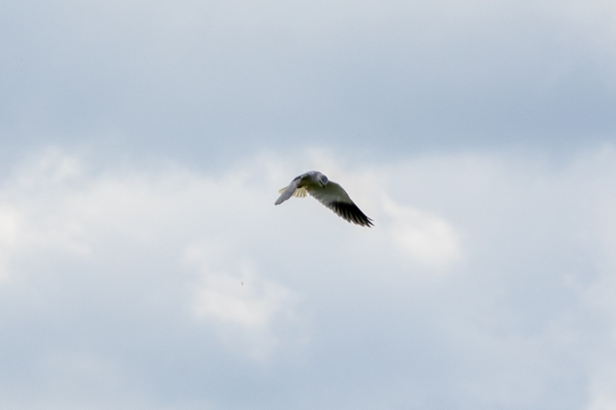 Black-winged Kite - Nathan Mixon