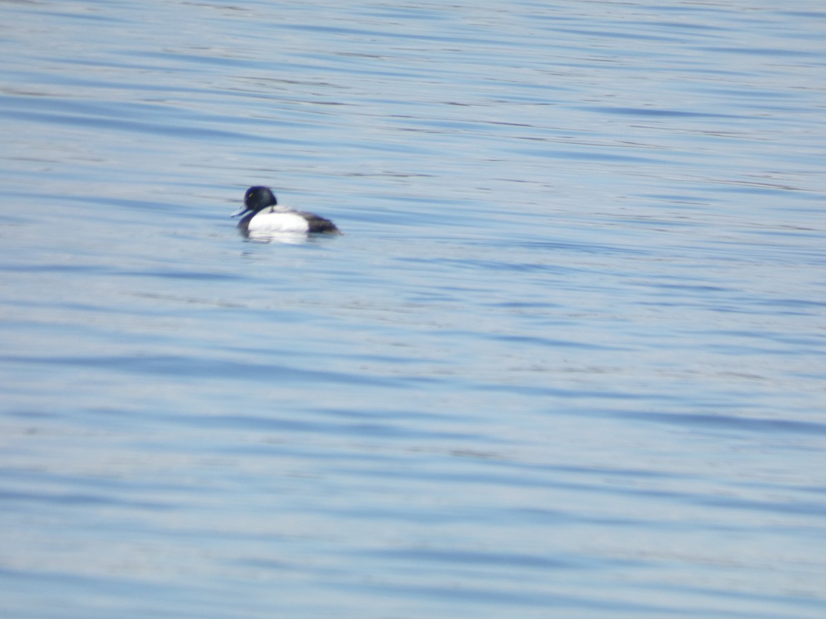 Greater Scaup - Fabian Orozco