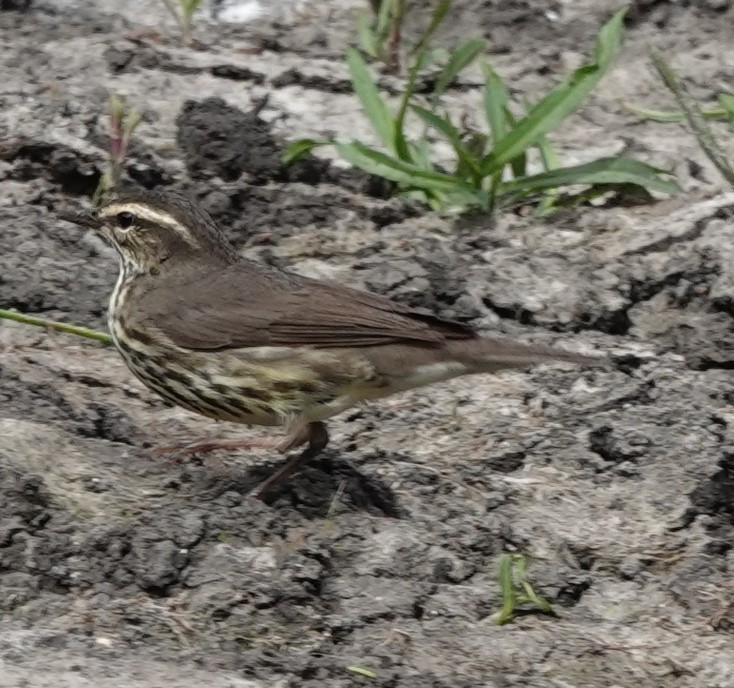 Northern Waterthrush - ML619185349