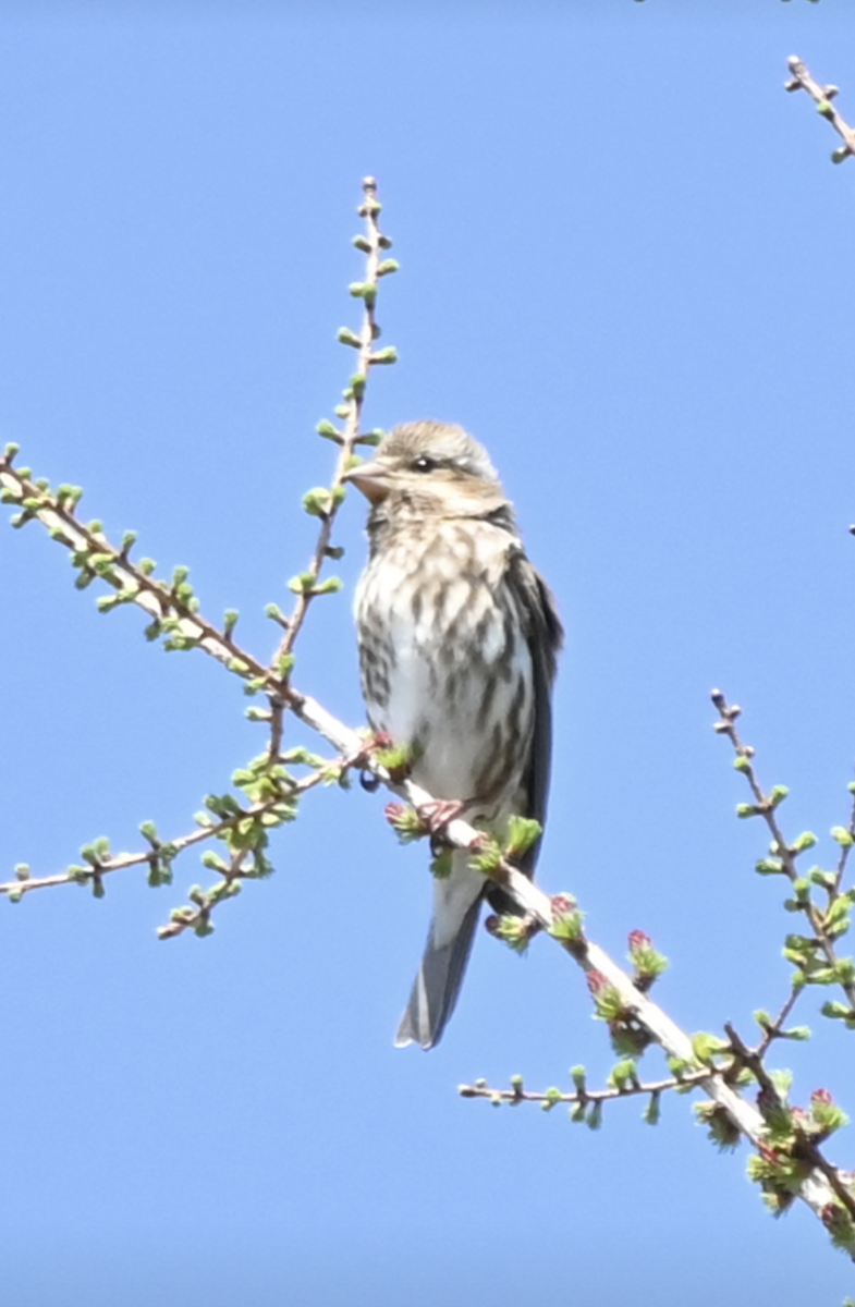 Purple Finch - Sylvie Rioux