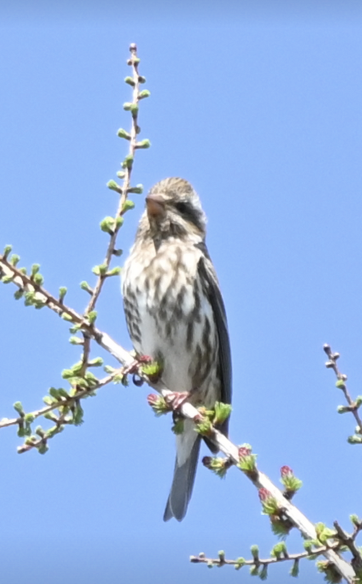 Purple Finch - Sylvie Rioux