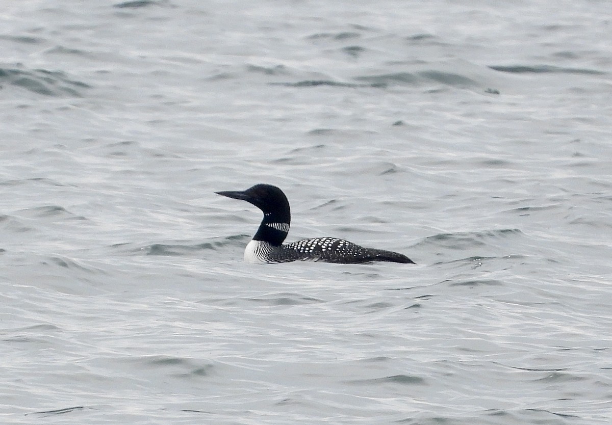 Common Loon - Pat Hare