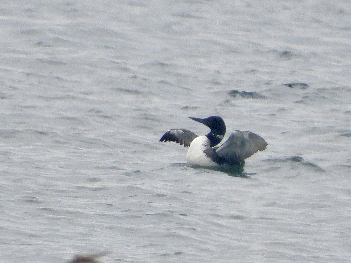 Common Loon - Pat Hare