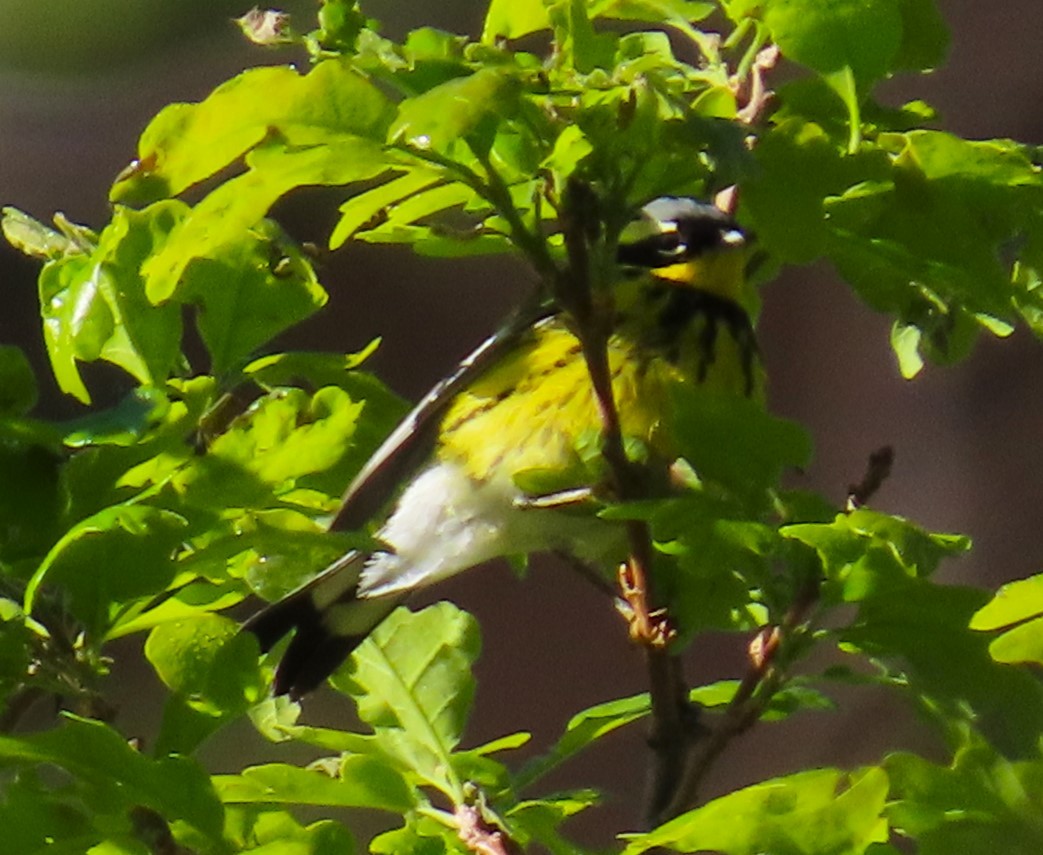 Magnolia Warbler - Robin Gurule