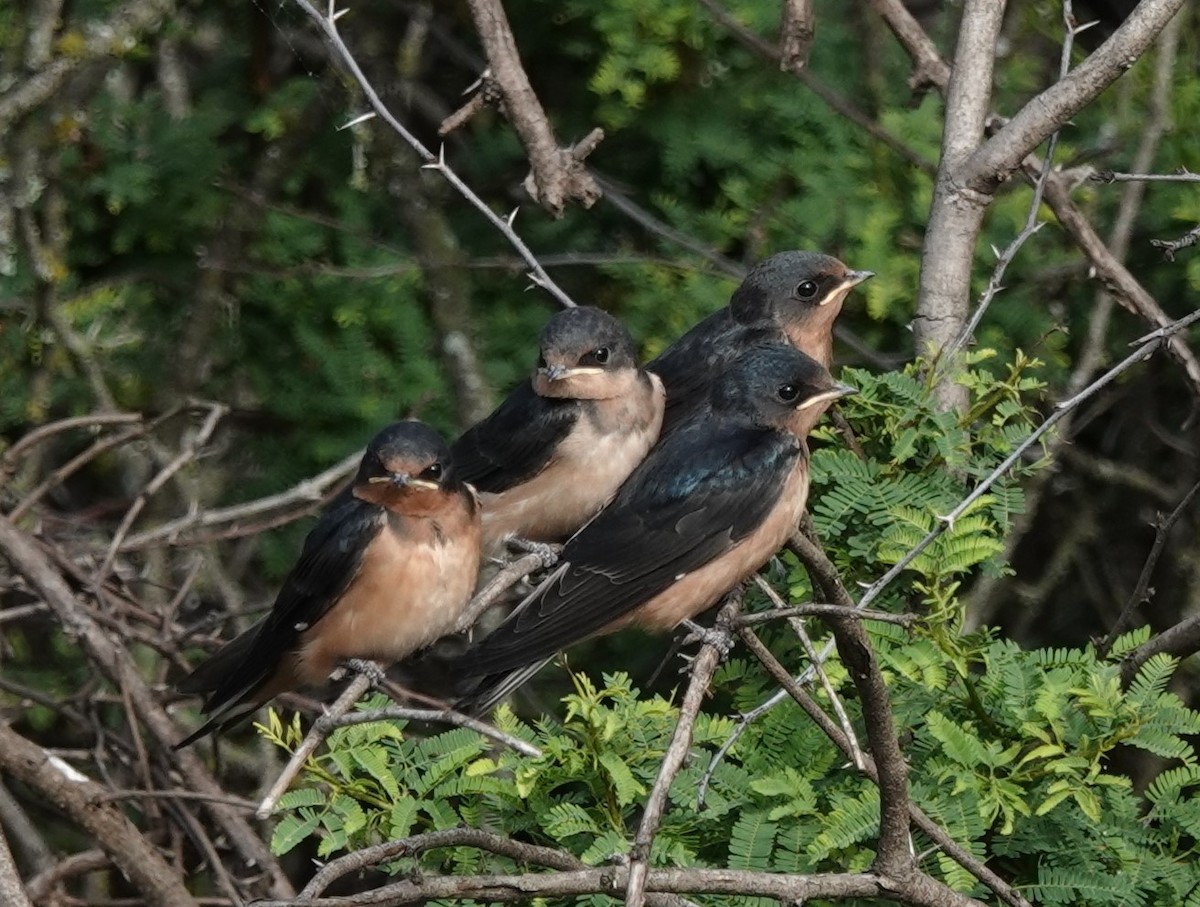 Barn Swallow - Dawn Abbott