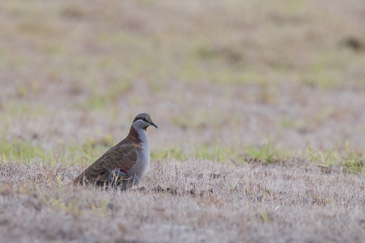 Brush Bronzewing - ML619185411