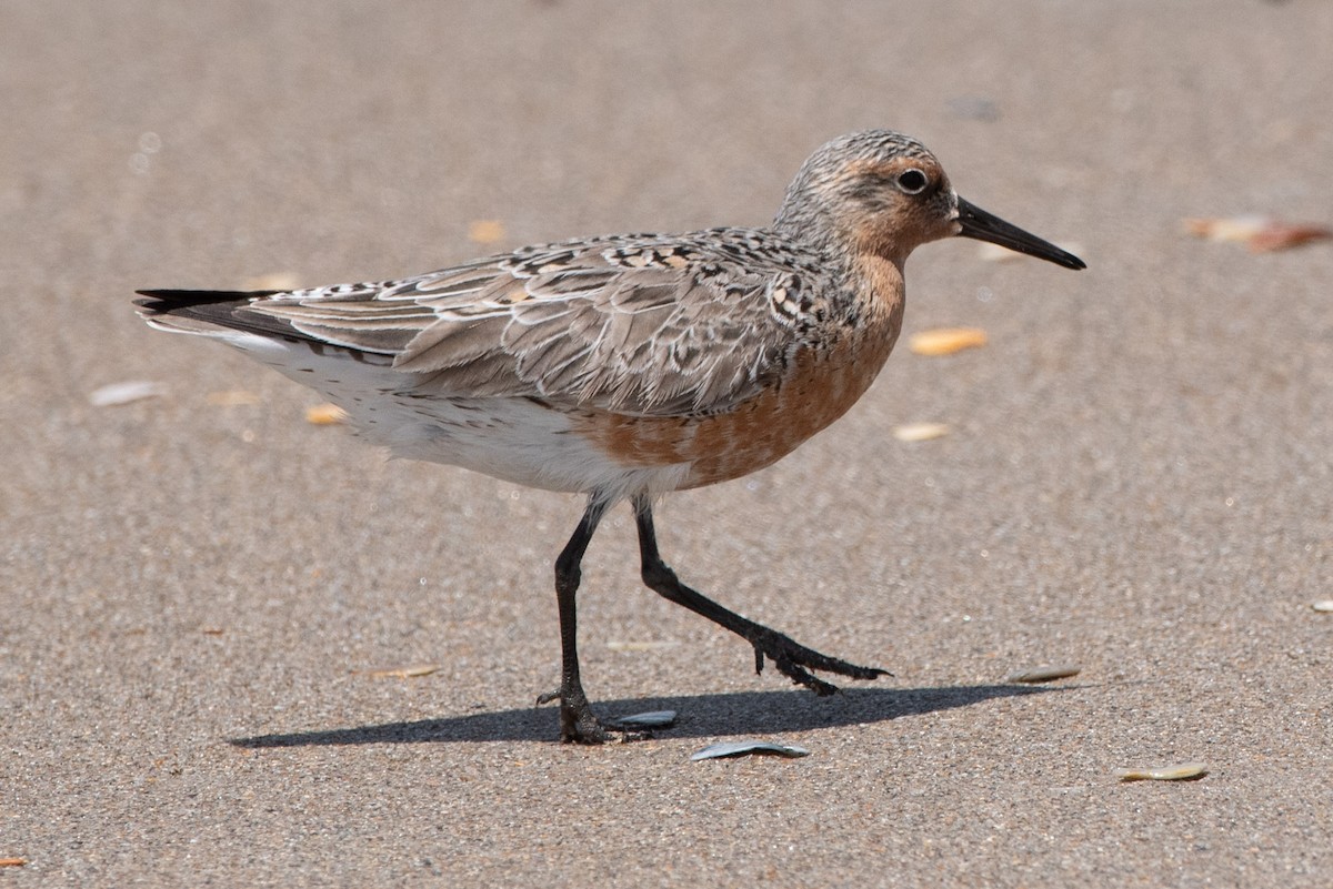 Red Knot - ML619185422