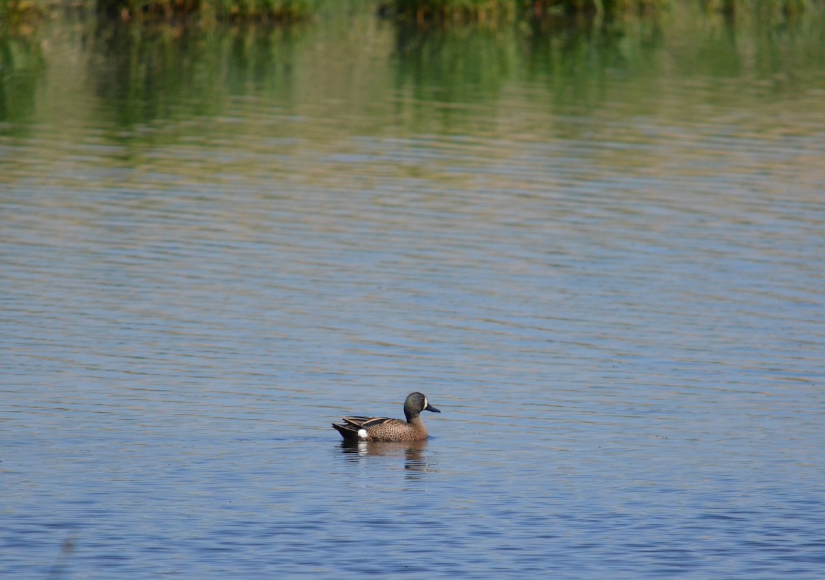 Blue-winged Teal - ML619185436
