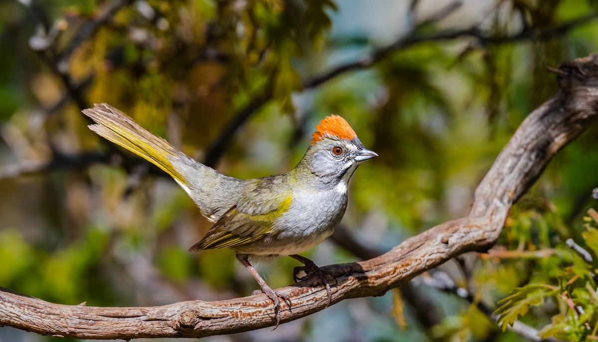 Green-tailed Towhee - Jim Merritt