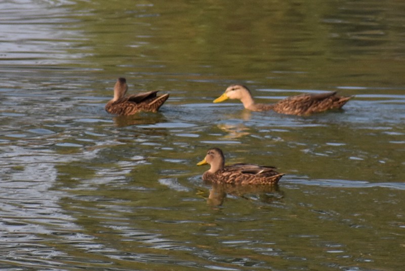 Mexican Duck - ML619185444