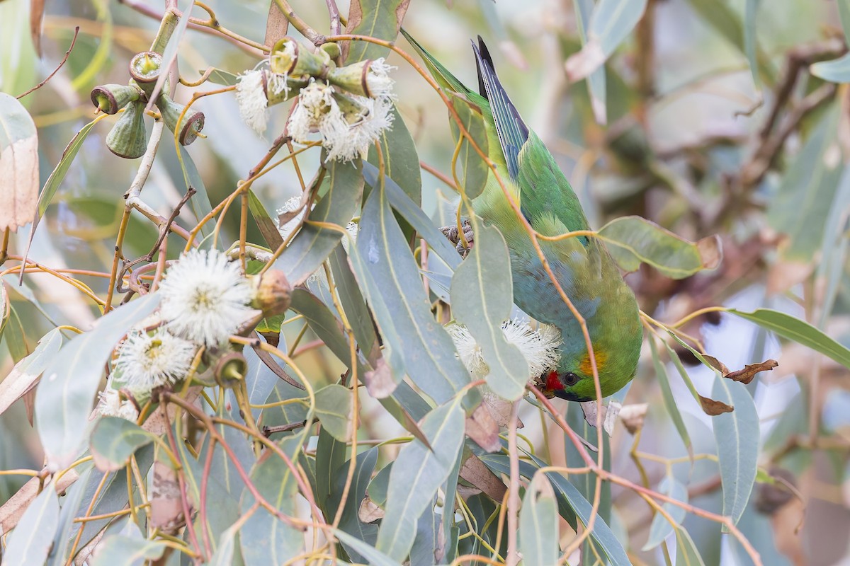 Purple-crowned Lorikeet - Dana Cameron