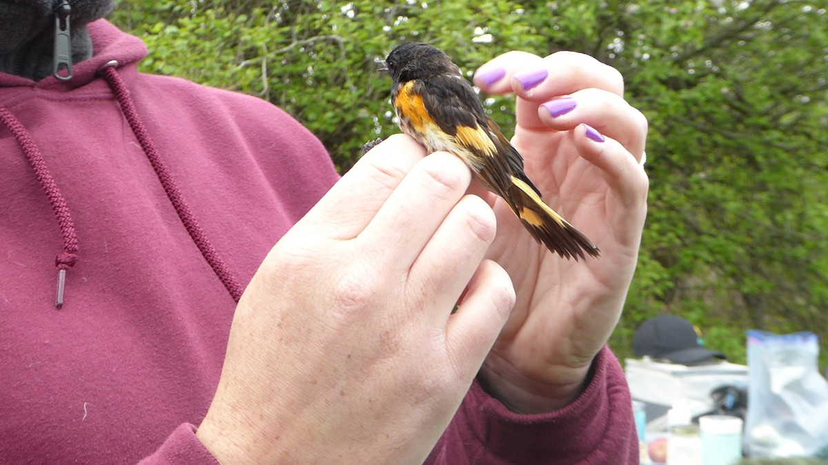 American Redstart - Georgette Larocque