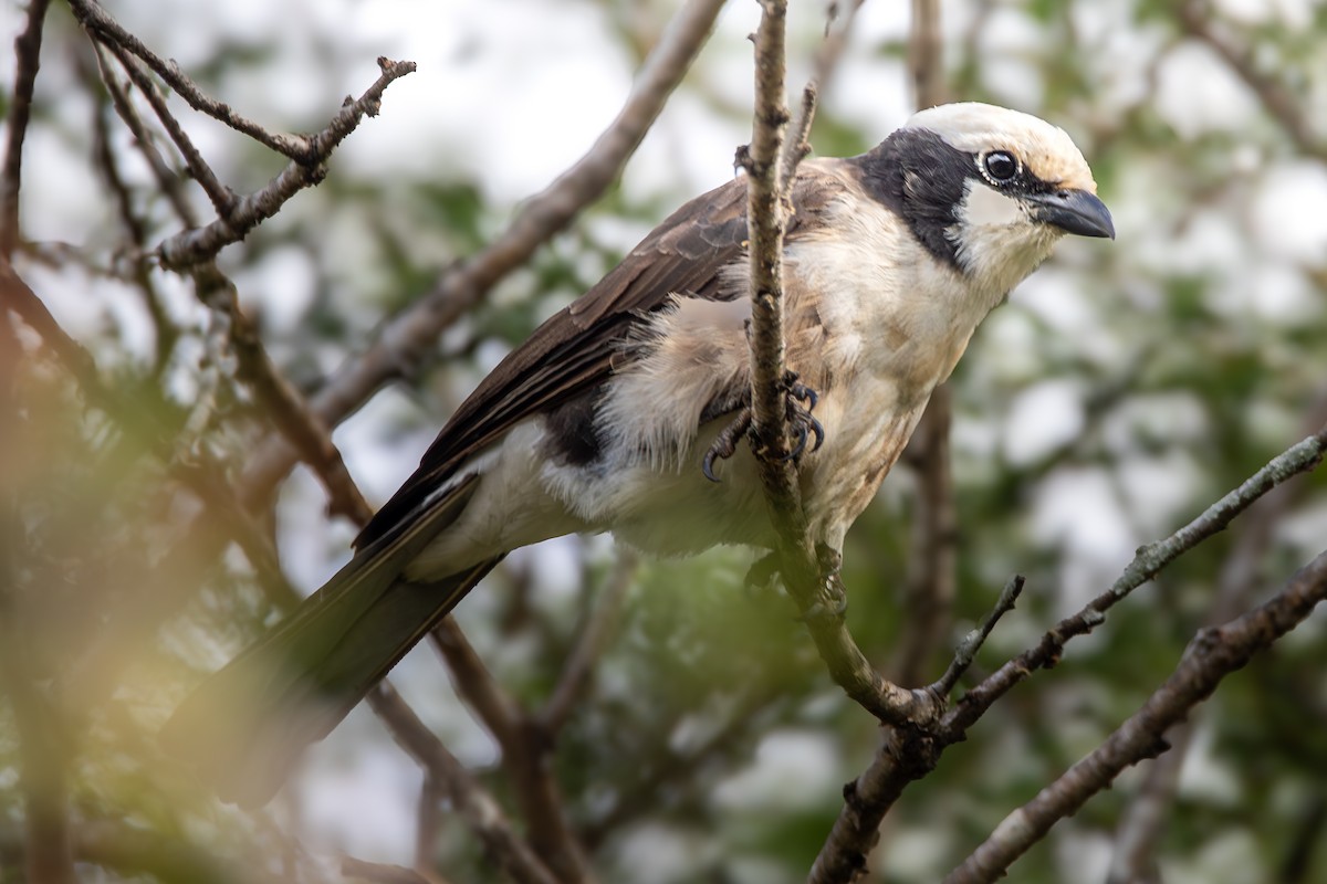 White-rumped Shrike - ML619185462