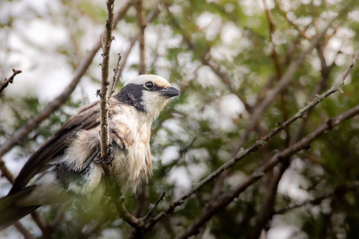 White-rumped Shrike - Nathan Mixon