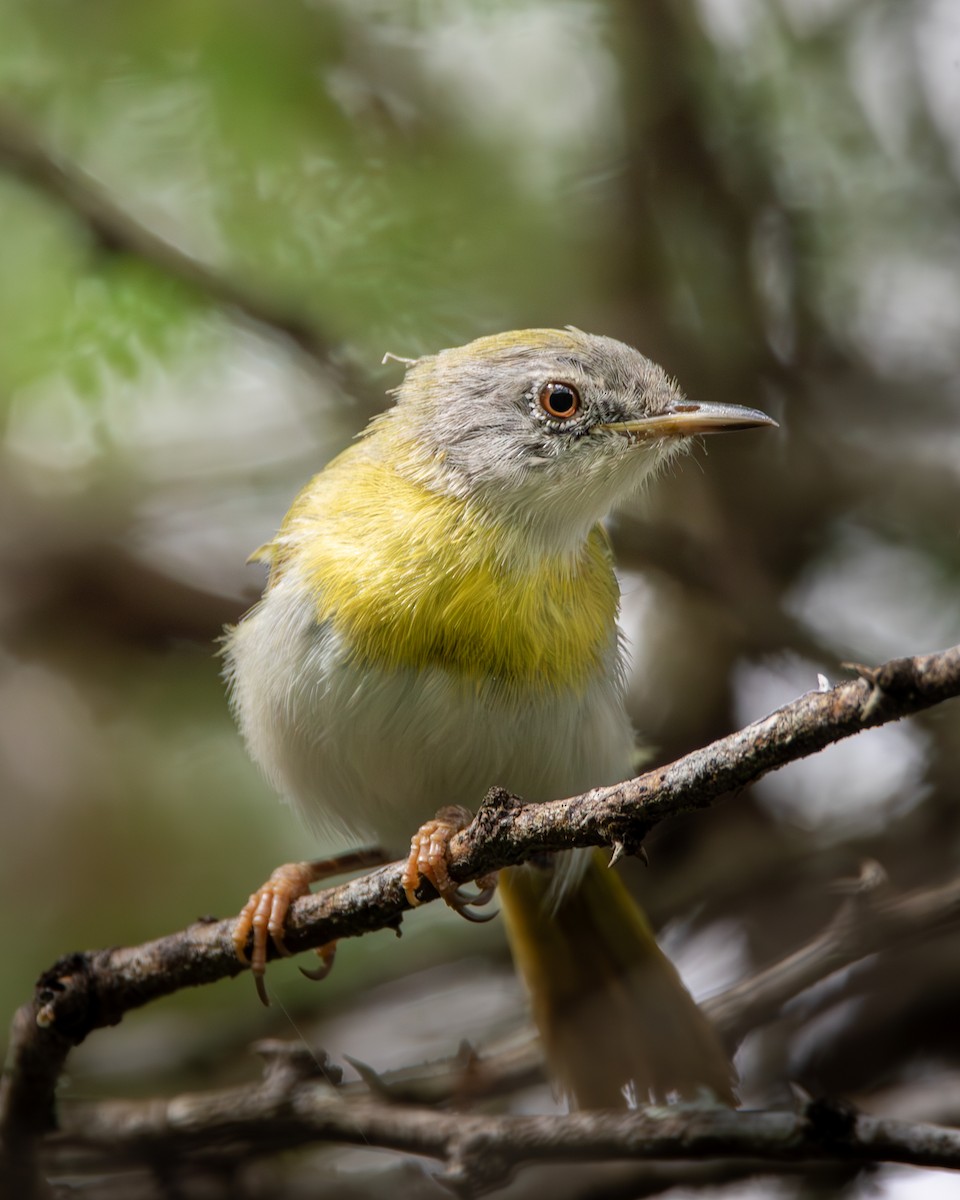 Yellow-breasted Apalis (Brown-tailed) - Nathan Mixon