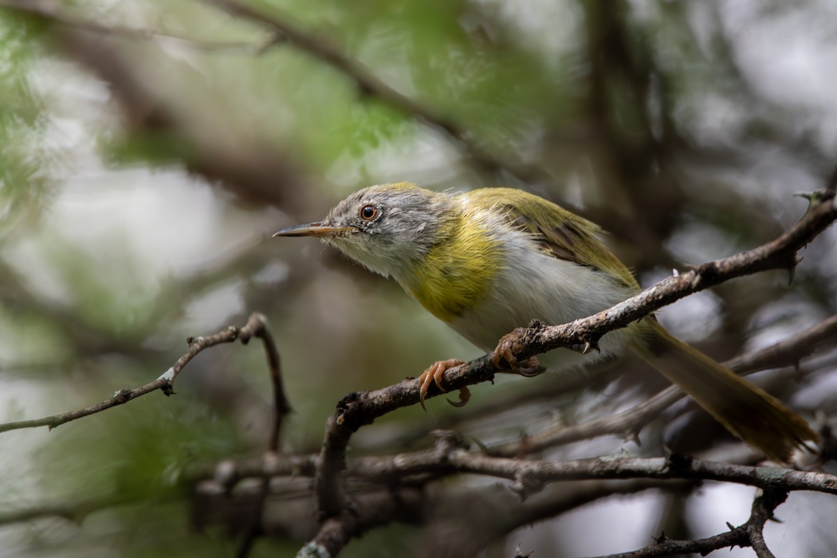 Yellow-breasted Apalis (Brown-tailed) - Nathan Mixon