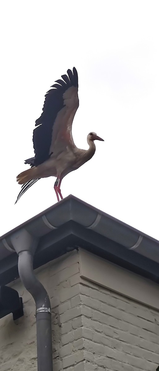 White Stork - Amélie S