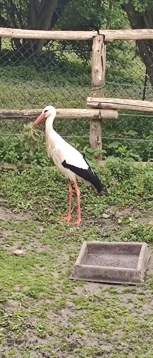 White Stork - Amélie S