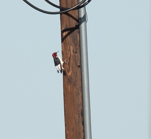 Red-headed Woodpecker - Ethan Cleveland