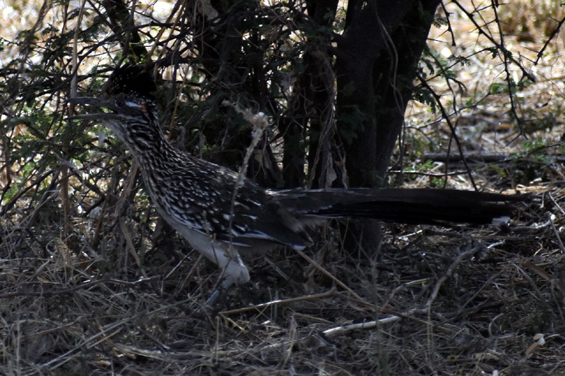 Greater Roadrunner - Adrian Romo Garcia