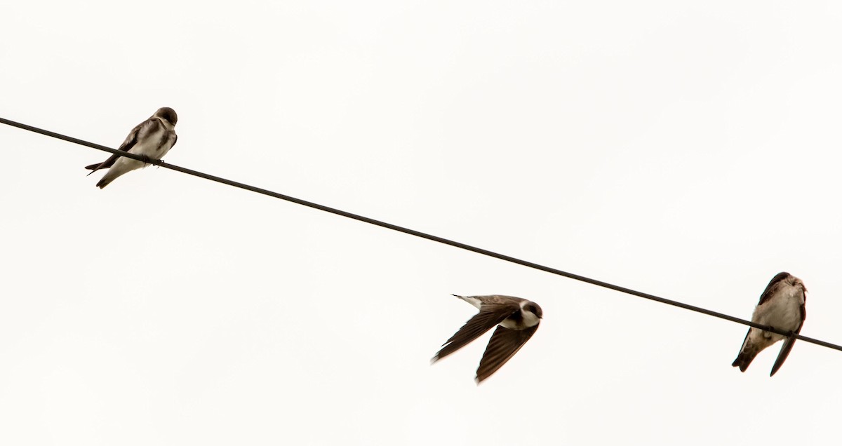 Bank Swallow - Richard Donaldson